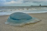 Riesige Lungenqualle (Rizosthoma pulmo) am Geniusstrand