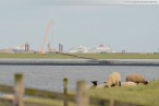 MS Europa an der JadeWeserPort Baustelle Wilhelmshaven