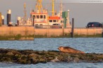 Wilhelmshaven: Ein Seehund genießt des Sonnenuntergang am Südstrand