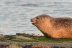 Wilhelmshaven: Ein Seehund genießt des Sonnenuntergang am Südstrand