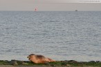 Wilhelmshaven: Ein Seehund genießt des Sonnenuntergang am Südstrand