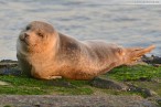 Wilhelmshaven: Ein Seehund genießt des Sonnenuntergang am Südstrand