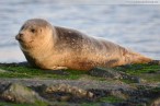 Wilhelmshaven: Ein Seehund genießt des Sonnenuntergang am Südstrand