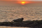 Wilhelmshaven: Ein Seehund genießt des Sonnenuntergang am Südstrand