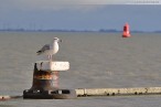 Wilhelmshaven: Möwe auf Poller am Helgolandkai