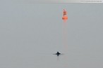 Wilhelmshaven: Schweinswale am Alten Vorhafen/Südstrand