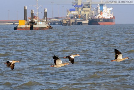 Wilhelmshaven: Nilgänse (Alopochen aegyptiacus) auf der Jade unterwegs