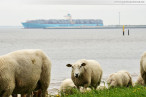 JadeWeserPort: Das Containerschiff Estelle Maersk in Wilhelmshaven