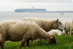 JadeWeserPort: Das Containerschiff Estelle Maersk in Wilhelmshaven