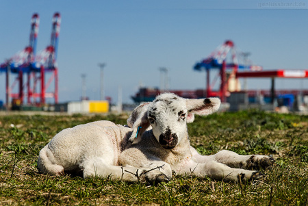 Wilhelmshaven JadeWeserPort: Osterlämmer genießen das Wetter am Deich