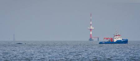 Wilhelmshaven: Die Pottwale von der Insel Wangerooge sind am JadeWeserPort angekommen