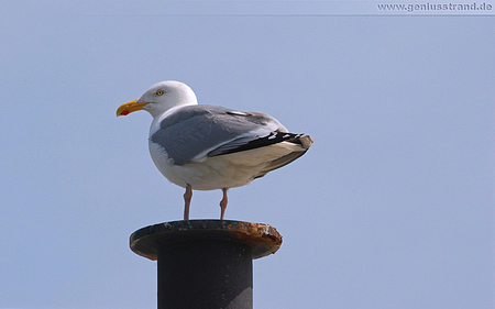 Hintergrundbild - Silbermöwe (Larus argentatus) auf Poller